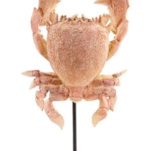 Ornament Krabbe auf Fuß