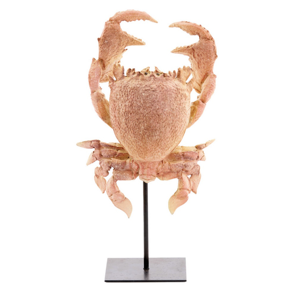 Ornament  Krabbe auf Fuß - Image 1