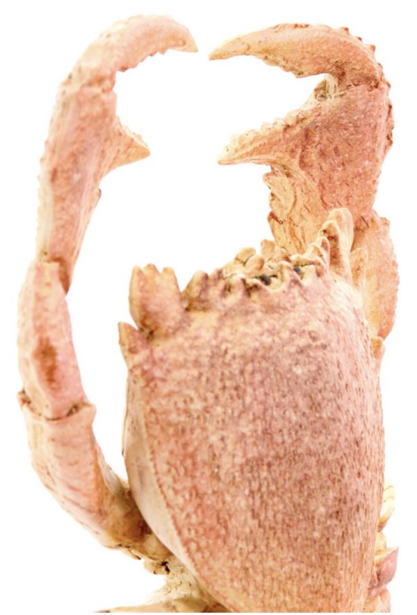 Ornament Krabbe auf Fuß