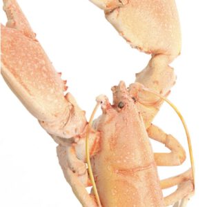 Ornament LOBSTER - Image 2