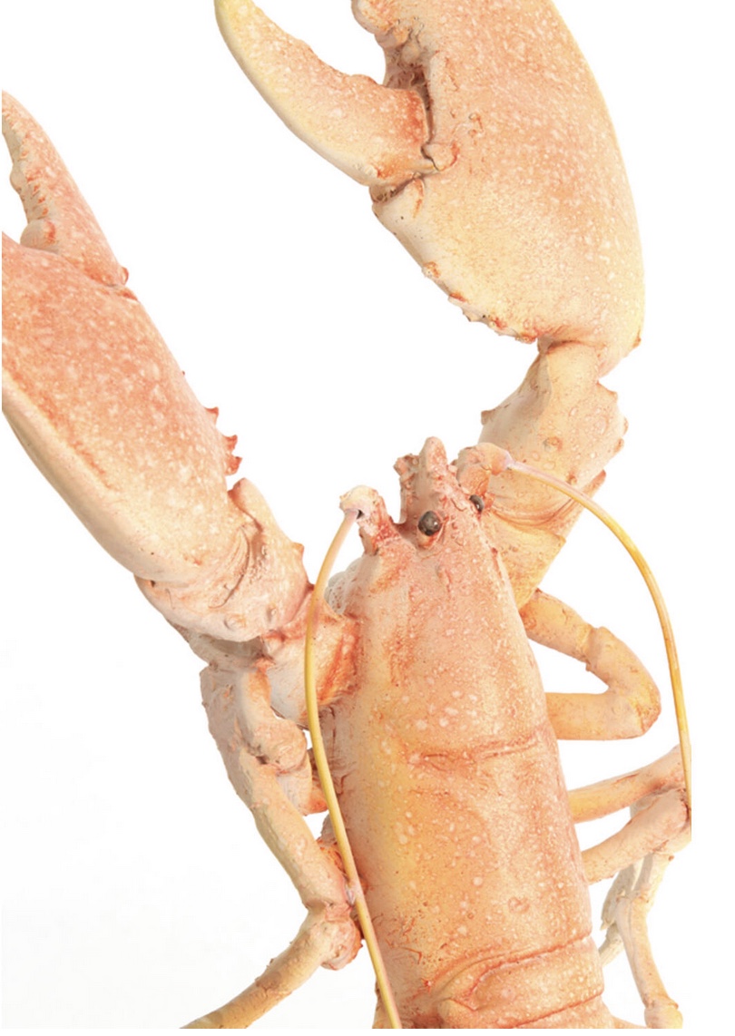 Ornament LOBSTER - Image 2