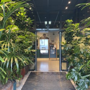 Grüne Highlights Innenraum Begrünung - Image 4