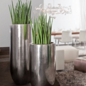 Grüne Highlights Innenraum Begrünung - Image 3